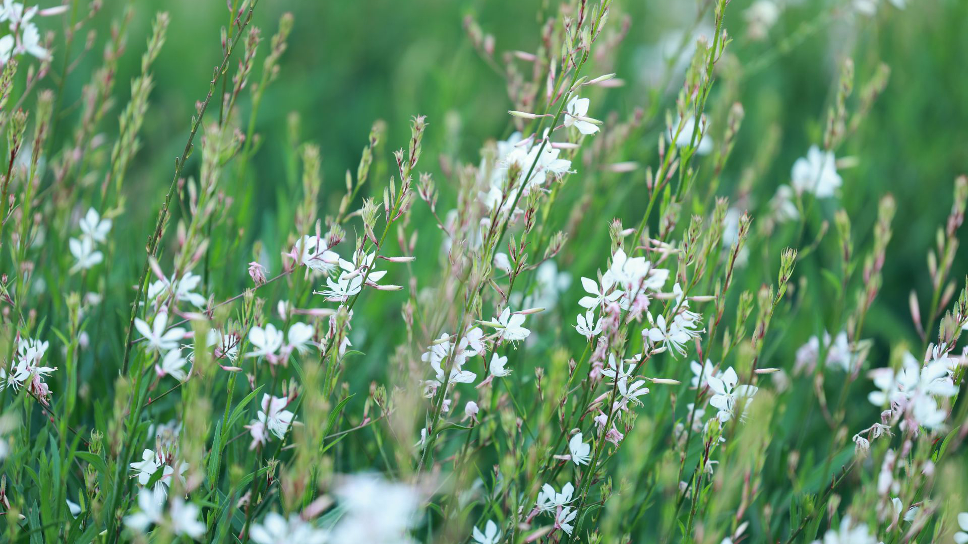 Gaura Lindhemeri